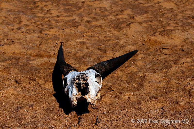 20090605_114944 D300 X1.jpg - Skeletal remains of an Oryx skull